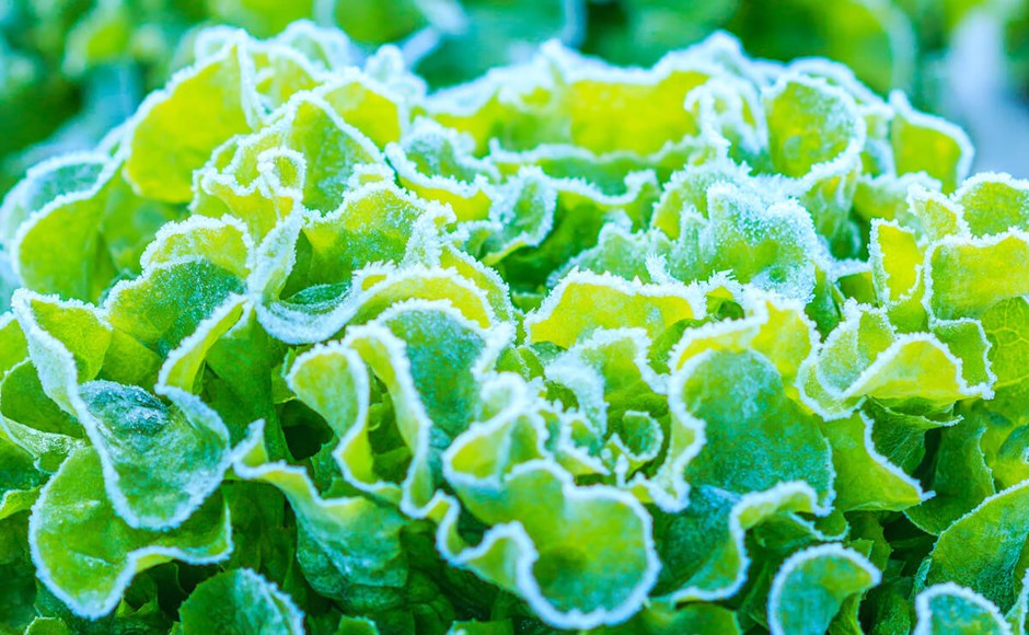 Folhas de alface verde com geada branca nas bordas