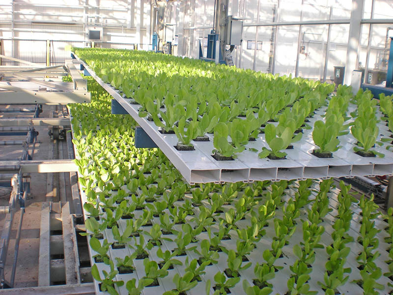 Estufa agrícola com plantas verdes jovens em sistema hidropônico