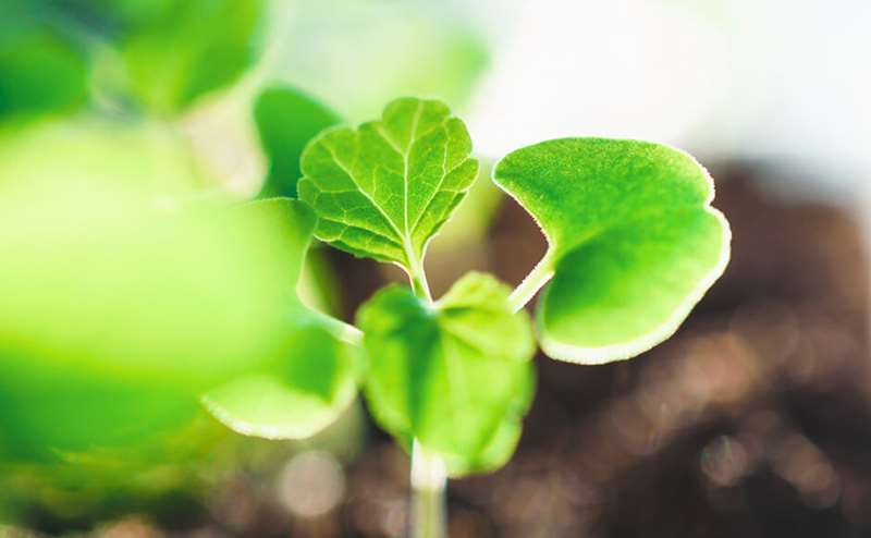 Planta jovem com folhas verdes crescendo em solo escuro