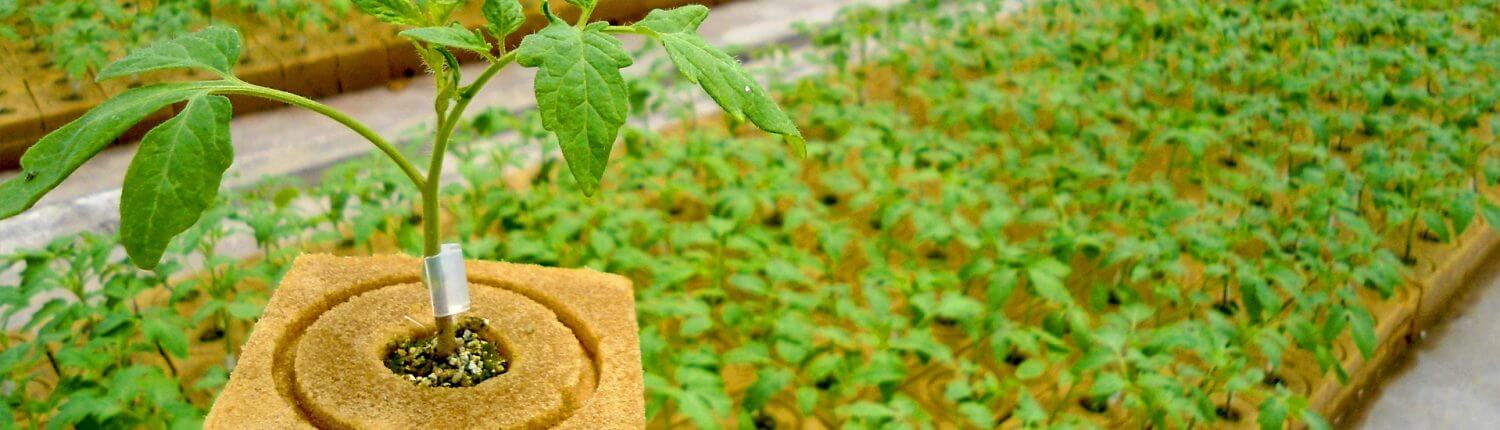 Muda de planta em cubo de substrato em estufa