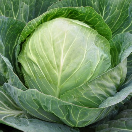Repollo SECOMA Cabeça de couve verde com folhas largas ao ar livre
