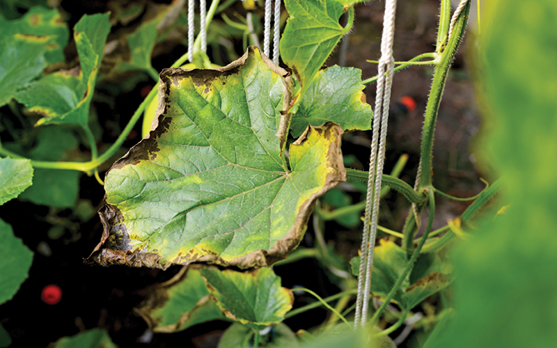 nitr&oacute;geno hidropon&iacute;a