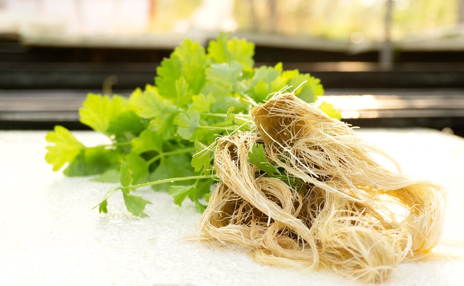 Maço de aipo fresco com raízes sobre superfície branca