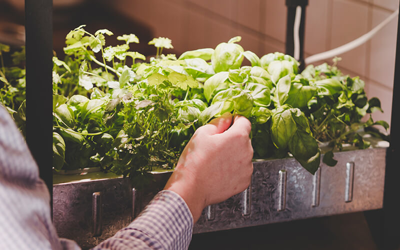 plantas en hidroponía