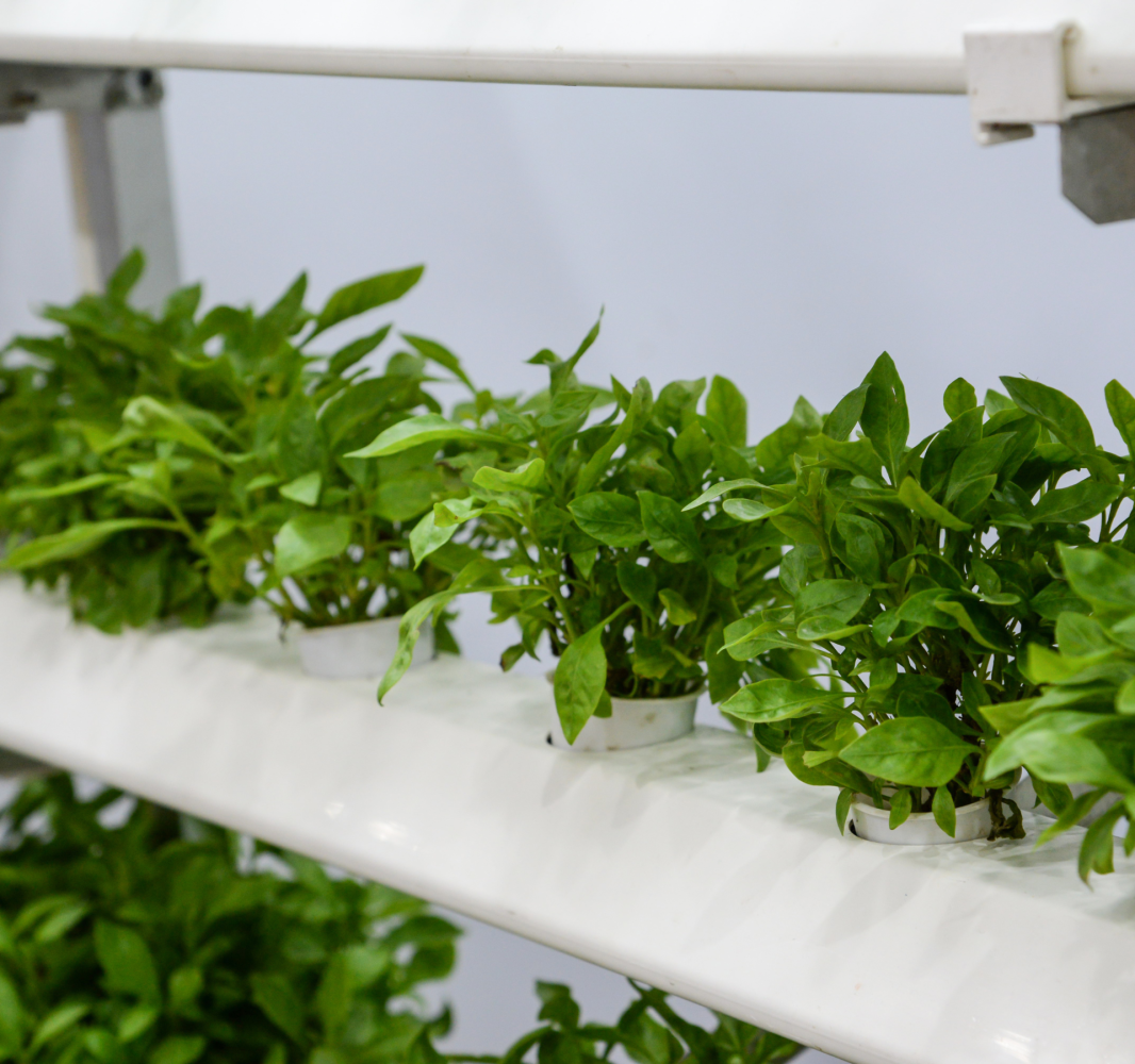 plantas medicinales y aromaticas