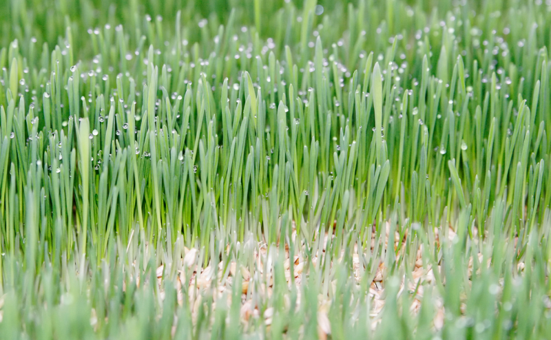 forraje verde hidroponico