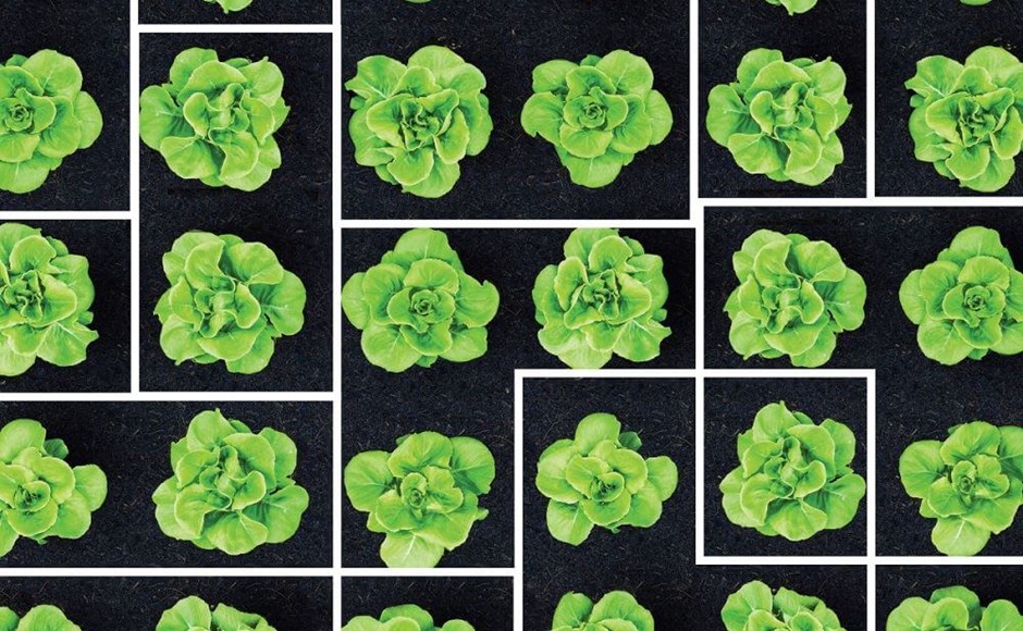 Plantas verdes organizadas em grupos sobre fundo preto com divisórias brancas