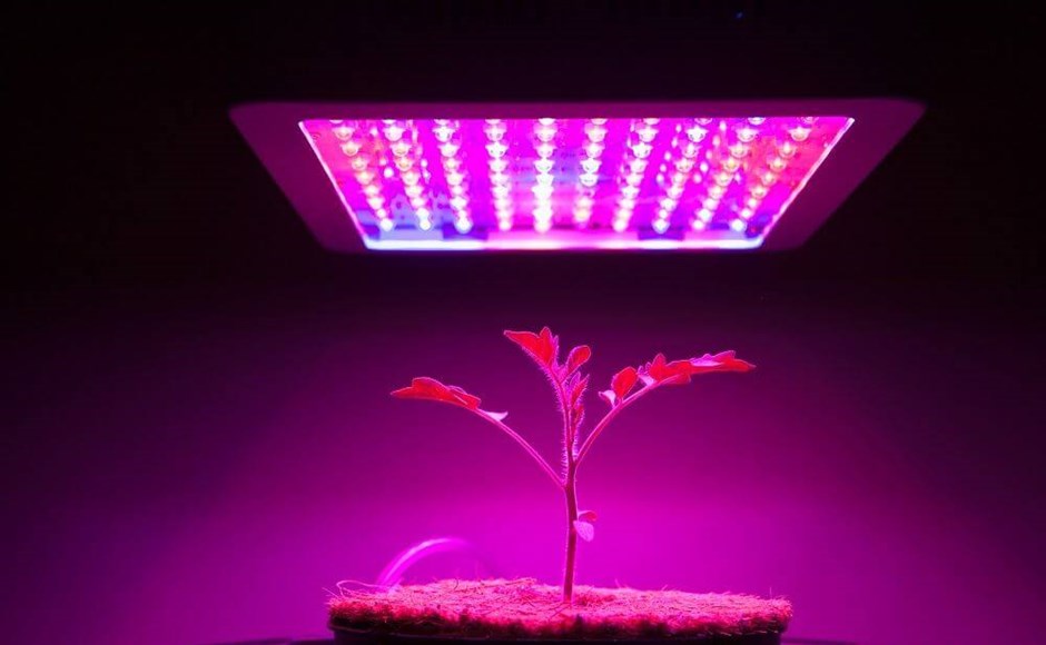 Rebento verde sob lâmpada LED rosa e roxa em meio de cultivo