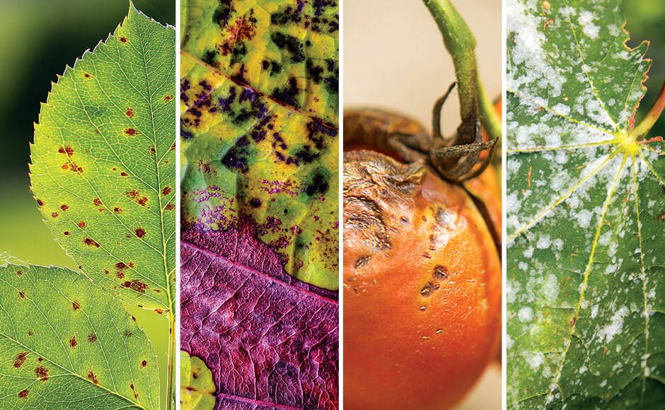 Close-up de folhas e fruto com manchas e bolores