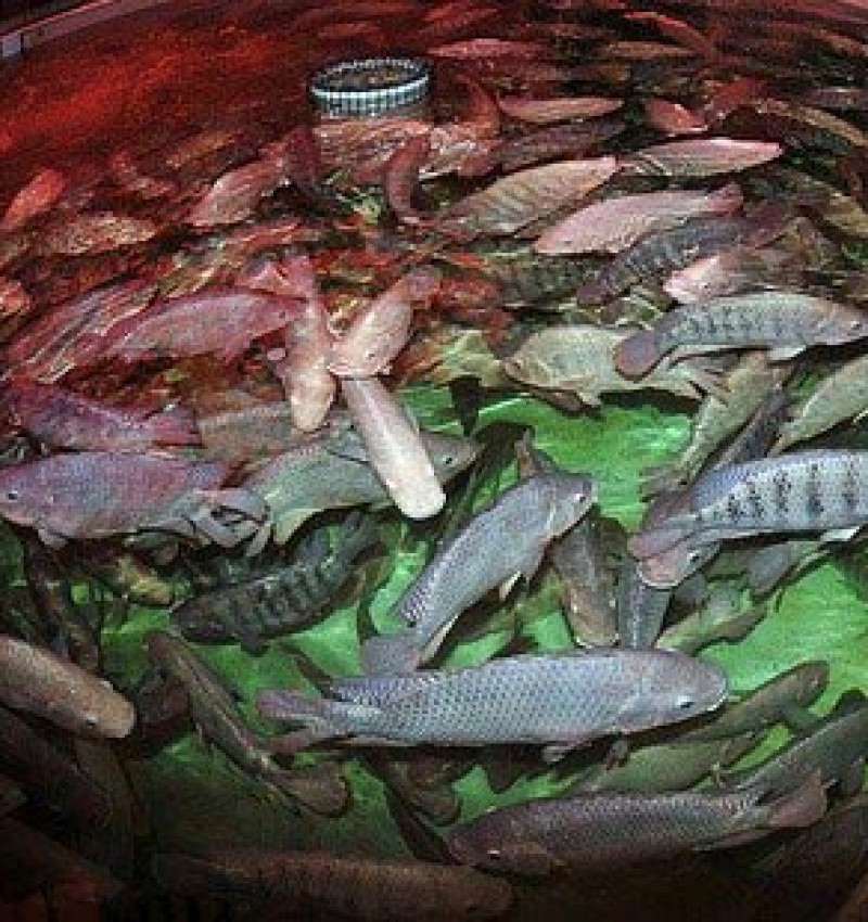Tanque redondo com vários peixes vivos em água iluminada