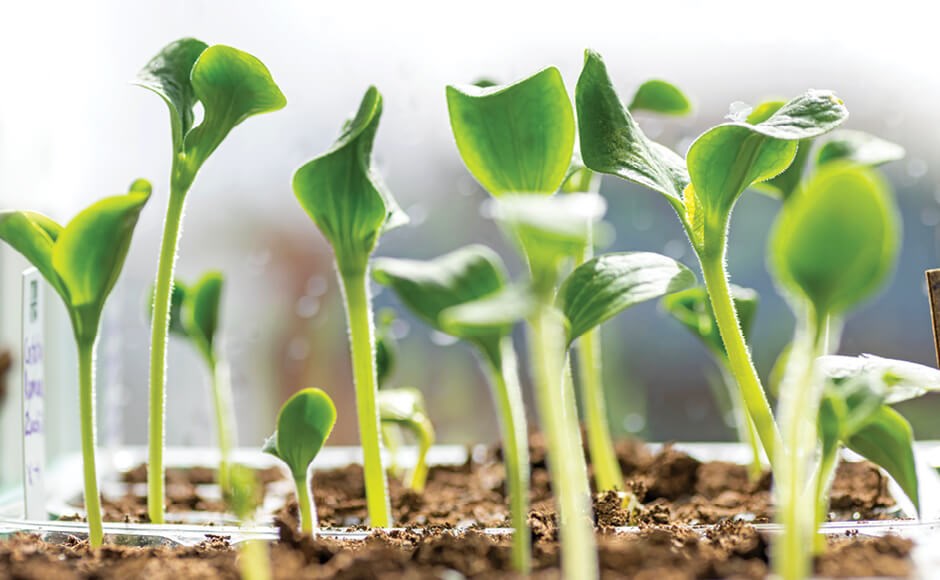 Rebentos verdes de plantas crescendo em terra com etiquetas brancas ao lado
