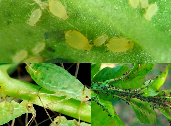 pulg&oacute;n hidropon&iacute;a