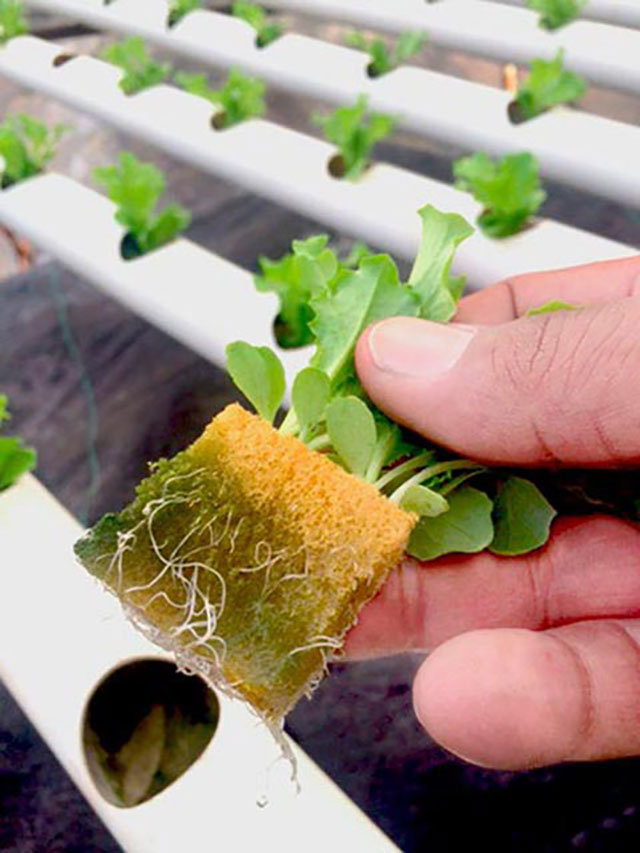 Tablero Espuma Fenólica 2x2x2.4 Planta com raízes em cubo de fibra num sistema hidropónico