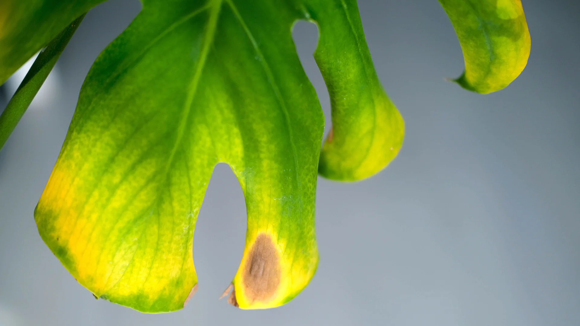 ¿Por qué las hojas de mis plantas se vuelven amarillas? Folha verde com manchas amarelas e castanhas com fundo azul claro