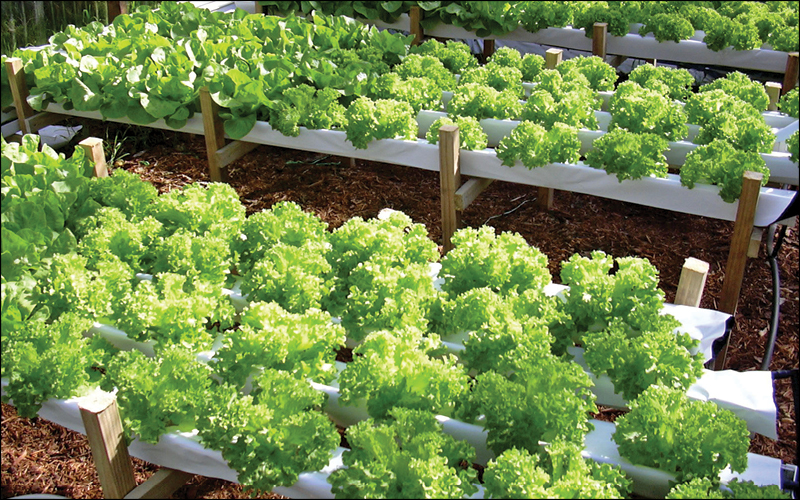 filtraci&oacute;n en Hidropon&iacute;a