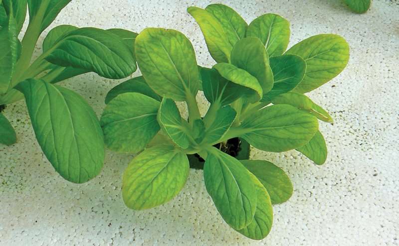 Planta verde com folhas largas e manchas amarelas numa superfície clara