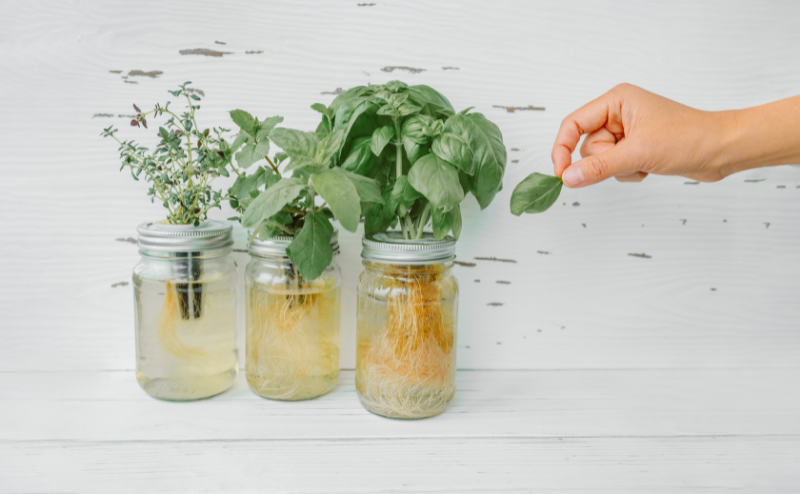 Cómo maximizar la absorción de nutrientes Frascos de vidro com plantas aromáticas e raízes visíveis e mão segurando folha