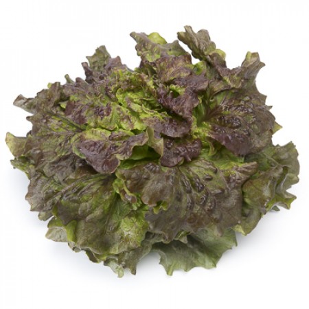 Lechuga Batavia Roja CLARINSKI Alface roxa com folhas onduladas em fundo branco
