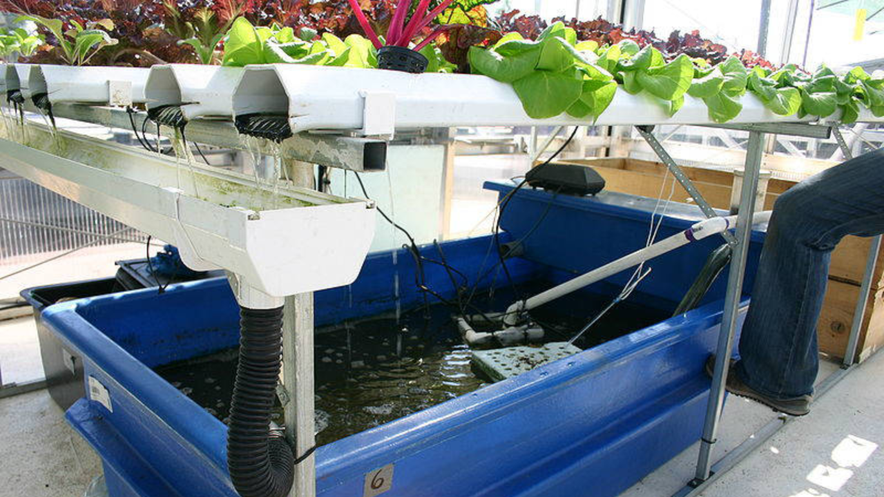 Sistema de aquaponia com tanque azul e plantas verdes