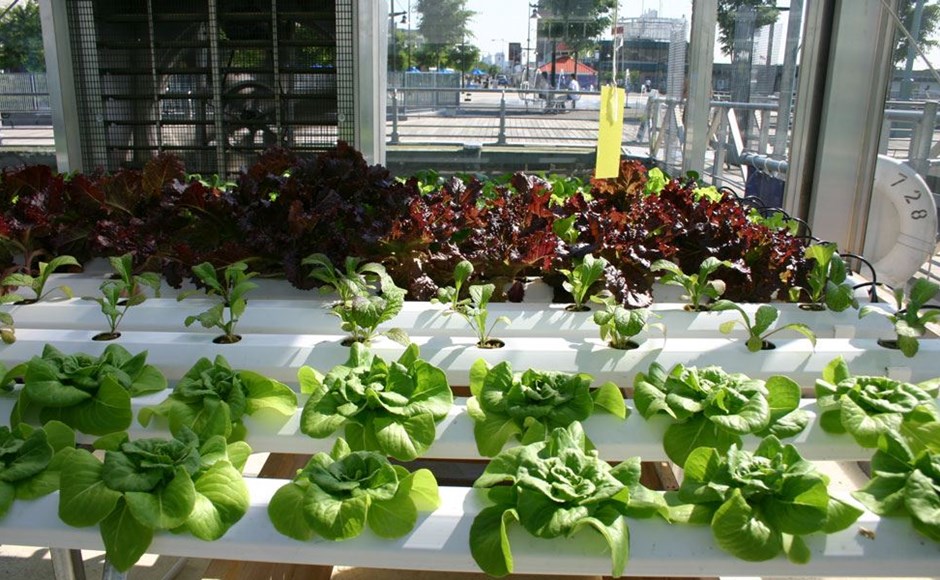 Alfaces verdes e vermelhas cultivadas em sistema hidroponico em estufa