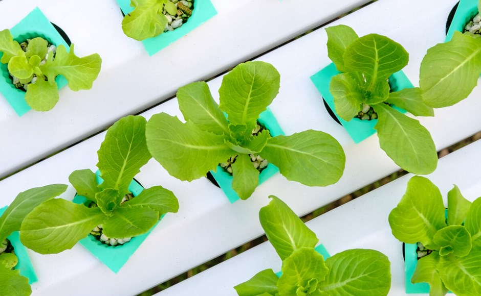 Plantas verdes em pequenos blocos azuis em linhas sobre uma superfície branca