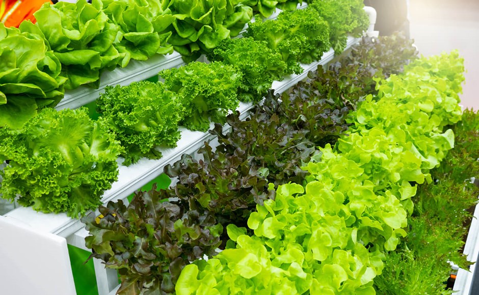 Como la agricultura sin suelo difiere de la agricultura basada en el suelo Fileiras de alfaces verdes e roxas frescas em suportes brancos