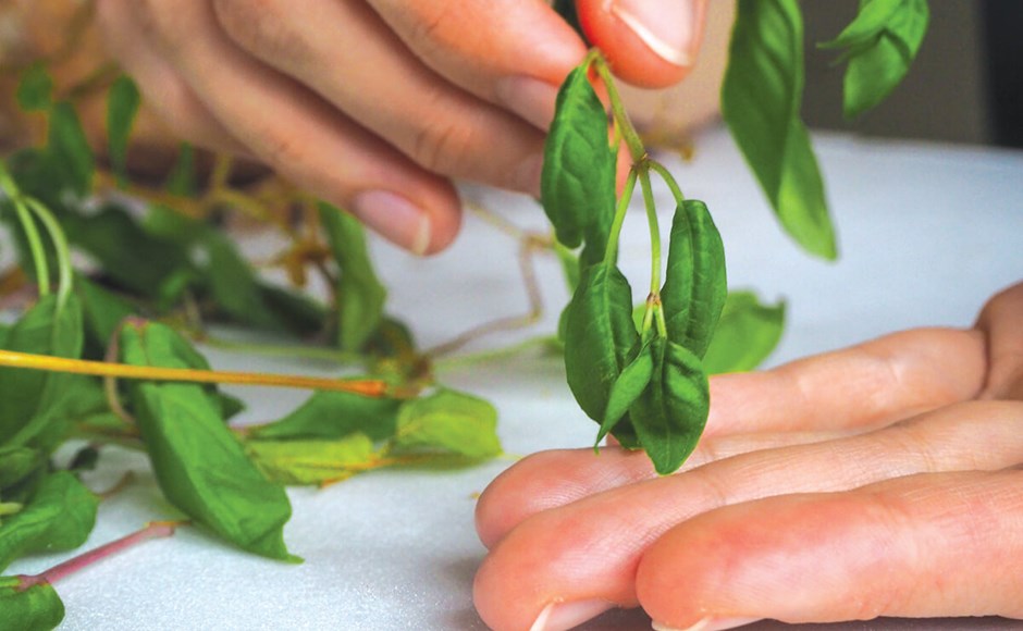Mãos segurando folhas verdes de ervas frescas sobre superfície clara