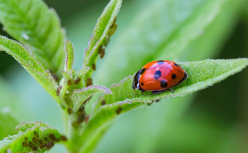 Joaninha vermelha com manchas pretas numa folha verde com pequenos insetos pretos.