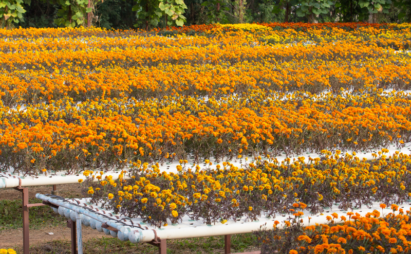 Campos com flores laranja e amarelas em fileiras elevadas de tubos e metal