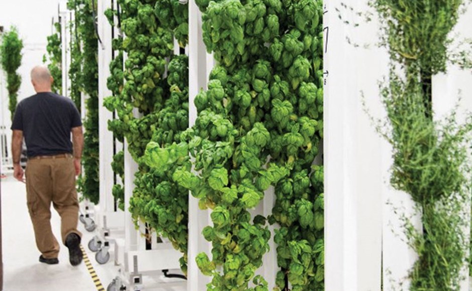 Colunas verticais com plantas verdes em ambiente interno com pessoa a caminhar