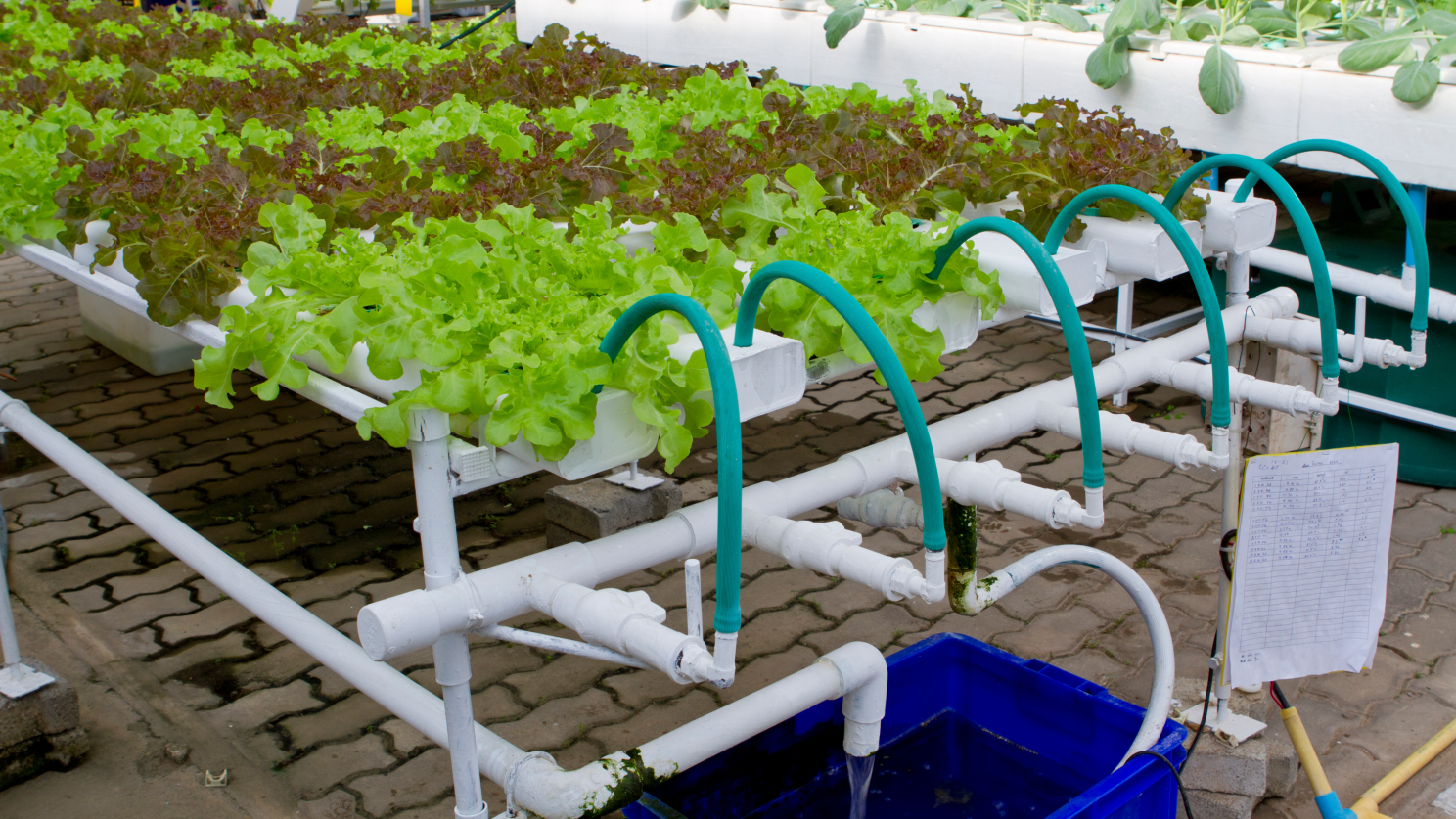 Dep&oacute;sitos en hidropon&iacute;a: elecci&oacute;n y cuidados esenciales