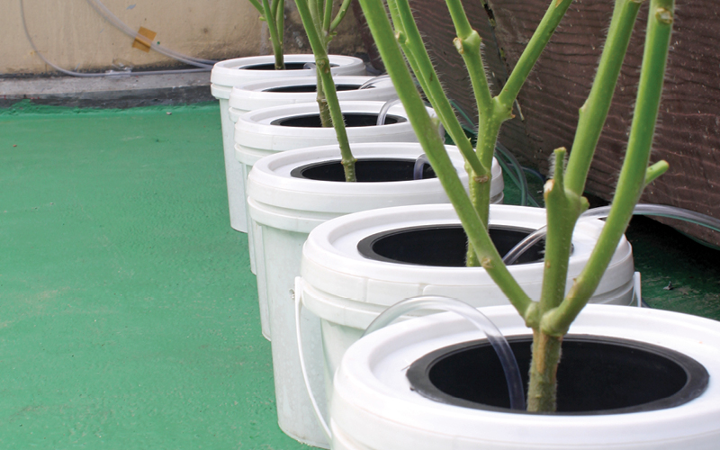 dutch bucket hidropon&iacute;a