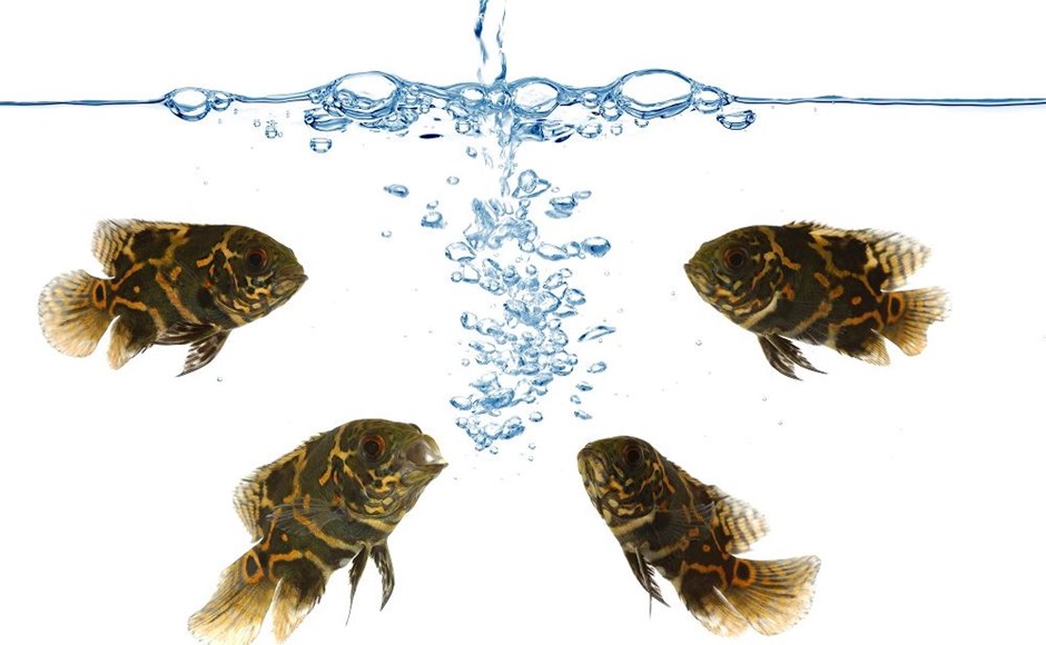 Quatro peixes castanhos com padrões amarelos na água com bolhas subindo