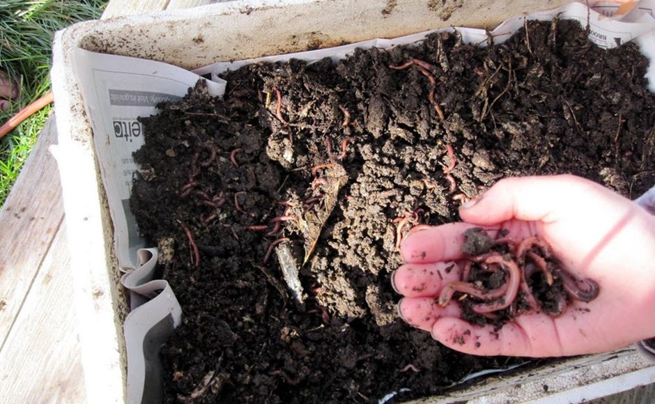 Caixa com terra e minhocas, mão a segurá-las