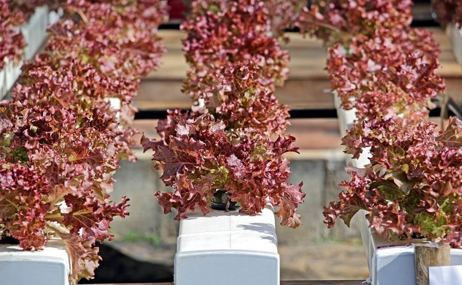 Plantas de alface vermelha em sistema hidropônico com tubos brancos