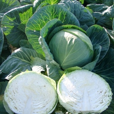 Repolho verde inteiro com folhas grandes e duas metades cortadas mostrando interior branco.