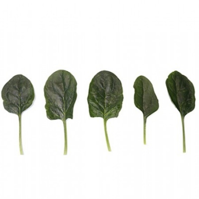 https://www.groho.es/product/semillas-hibridas-espinaca