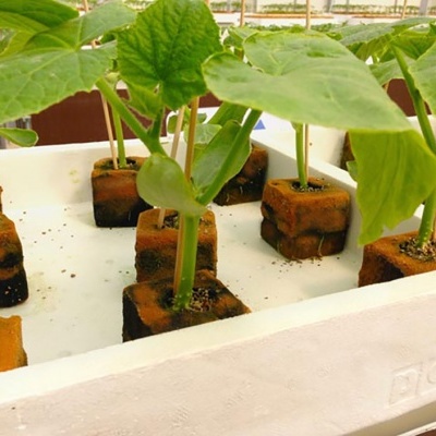 Mudas verdes em cubos de substrato castanho numa bandeja branca de isopor