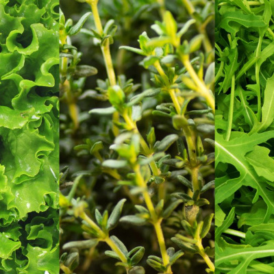 Tres tipos de hojas frescas verdes: lechuga rizada, tomillo y rúcula