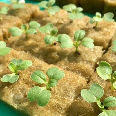 mudas de plantas pequenas a crescer em blocos de fibra mineral castanha