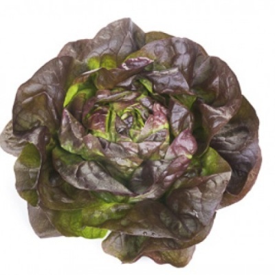 Alface com folhas verdes e roxas em fundo branco