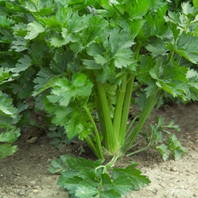 Aipo verde fresco crescendo no solo marrom