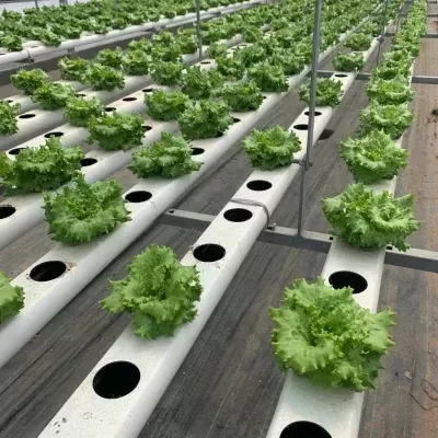 Plantas verdes em tubos brancos perfurados para cultivo hidropónico