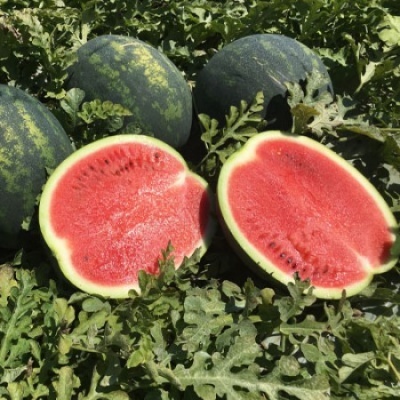 Melancias inteiras e cortadas ao meio sobre folhas verdes