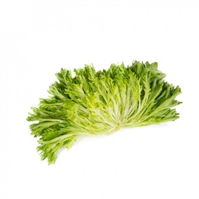 Folhas verdes de escarola em fundo branco