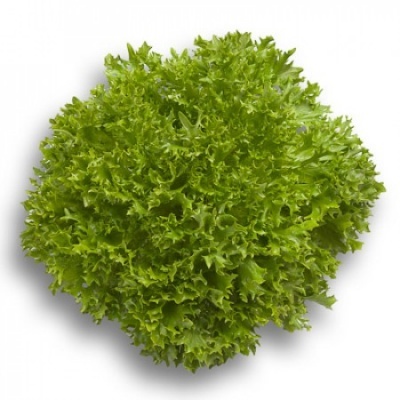 https://www.groho.es/product/lechuga-crispy-verde