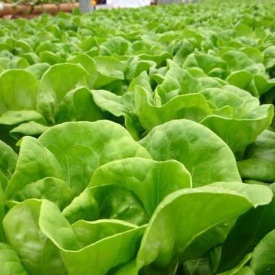 Alfaces verdes frescas em fileiras num ambiente de cultivo