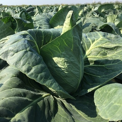 Couve verde plantada ao ar livre em campo