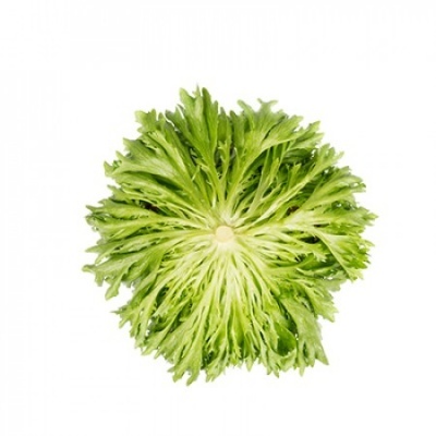 Alface frisada verde vista de cima sobre fundo branco