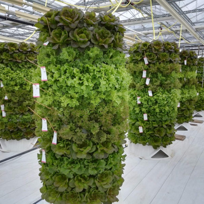 Colunas verticais de alfaces verdes frescas em estufa